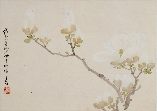 Flowers (Magnolia) (Flores [magnolia])