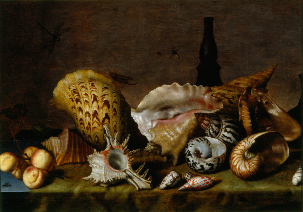 Sea Shells (Conchas marinas)