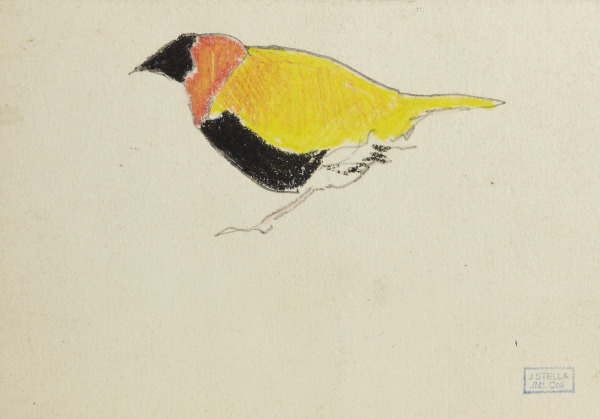 Bird (Oriole) (Párajo [oropéndola])