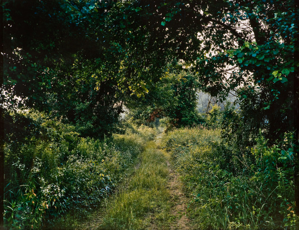 Untitled, Carlisle (from the series Meadow, Carlisle, Massachusetts) (Sin título, Carlisle [de la serie Prado, Carlisle, Massachusetts])
